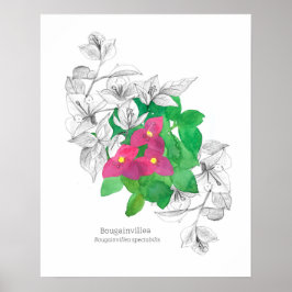 Poster Bougainvillea — Língua Tropical Flor das Flores