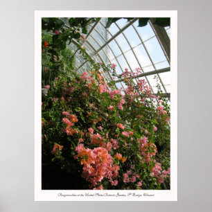 Póster Bougainvillea no Jardim Botânico dos Estados Unido