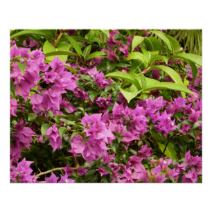 Póster Bougainvillea púrpura tropical Floral