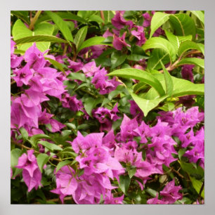 Poster Bougainvillea púrpura tropical Floral