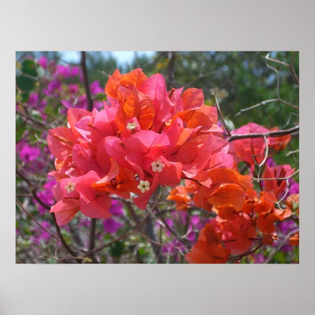 Póster Bougainvillea rosa tropical (Frente)
