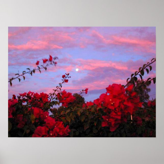 Poster Bougainvilleas e Lua cheia no Sunset (Frente)