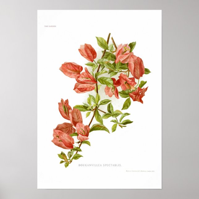 Poster Bouganvillea spectablis (Frente)