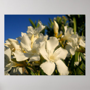 Póster Bouquests And Blue Skies