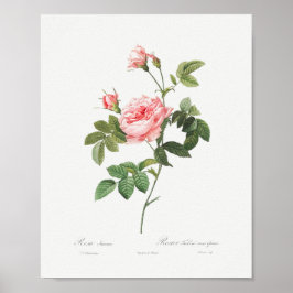 Poster Boursault Rosa Vintage Rosa Rosa Floral Rosa