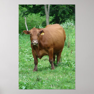 Poster Bovina