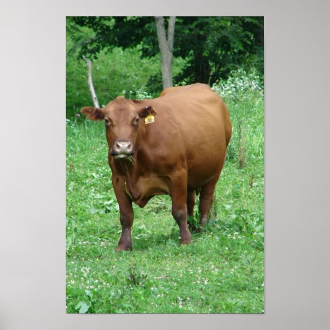 Poster Bovina (Frente)