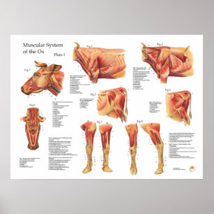 Poster bovino da anatomia do músculo da vaca