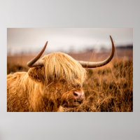 BOVINO DE HIGHLAND