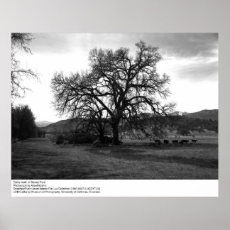 Póster Bovinos a norte de Stoney Ford por Ansel Adams