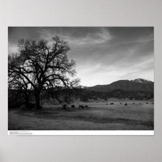 Póster Bovinos a norte de Stonyford, Condado de Colusa, C