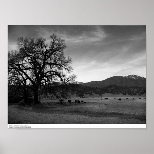 Póster Bovinos a norte de Stonyford, Condado de Colusa, C (Frente)
