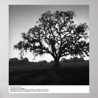 Póster Bovinos atrás de uma árvore por Ansel Adams