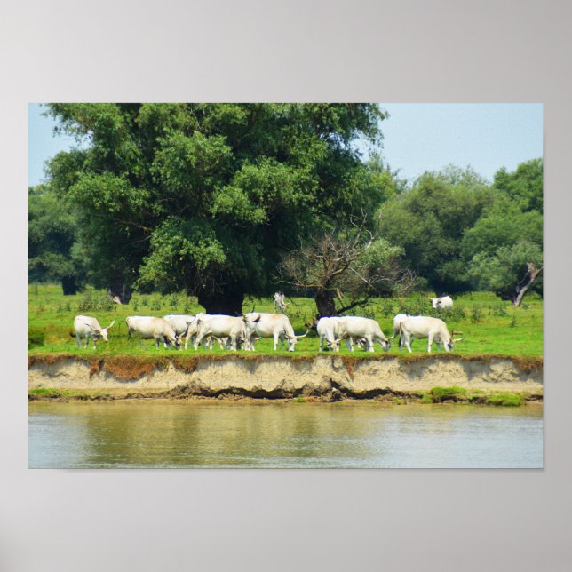 Poster Bovinos brancos e rio Danúbio (Frente)
