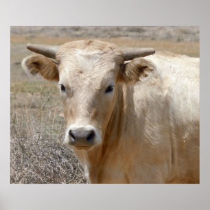 Poster Bovinos Charolais Brancos Grandes - Ocidentais