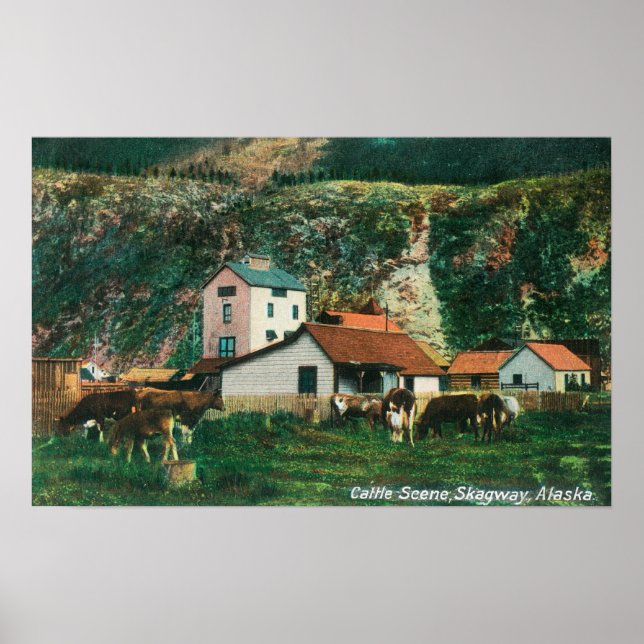 Póster Bovinos Entre Cenas de Barns, Skagway, AK (Frente)