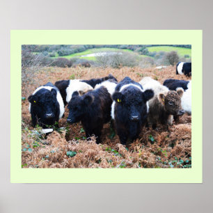 Póster Bovinos Galloway Belados em Cornwall