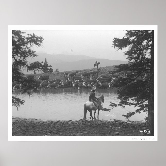 Poster Bovinos por um lago com dois cowboys. (Frente)