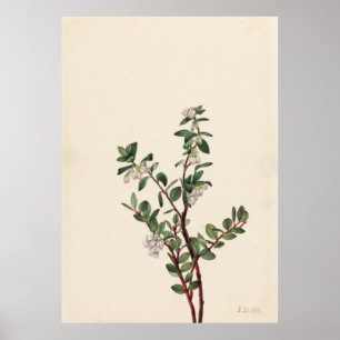 Poster Box Huckleberry (Gaylussacia brachycera)