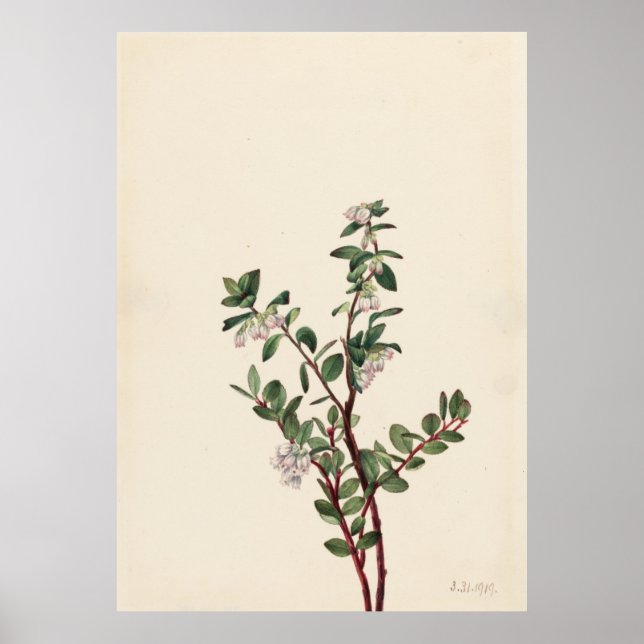 Poster Box Huckleberry (Gaylussacia brachycera) (Frente)