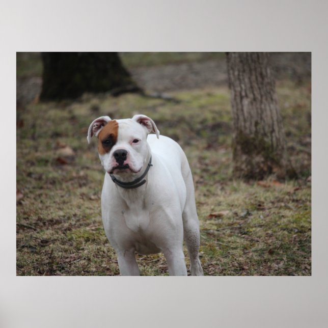 Poster Boxer (Frente)