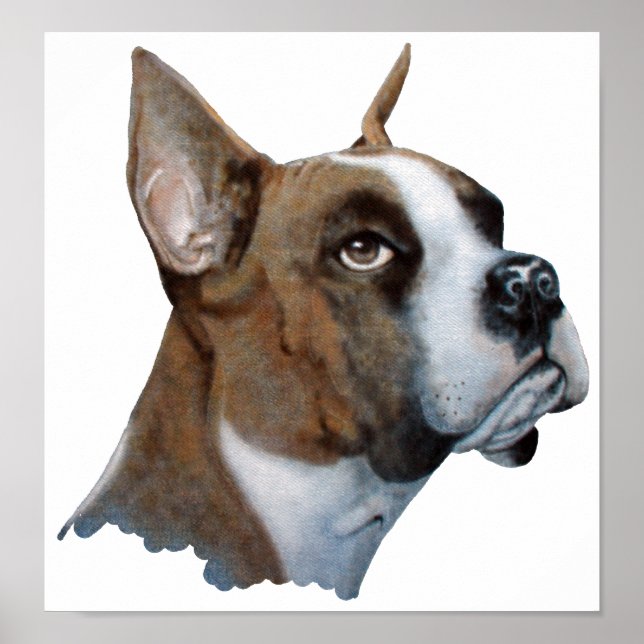 Póster Boxer (Frente)