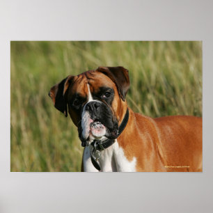 Póster Boxer Dog Olhando para a câmera