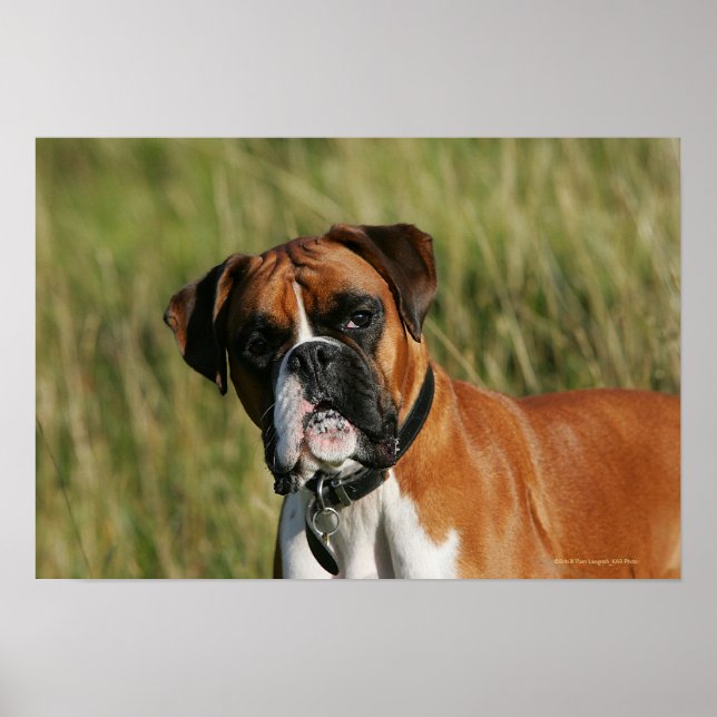 Póster Boxer Dog Olhando para a câmera (Frente)