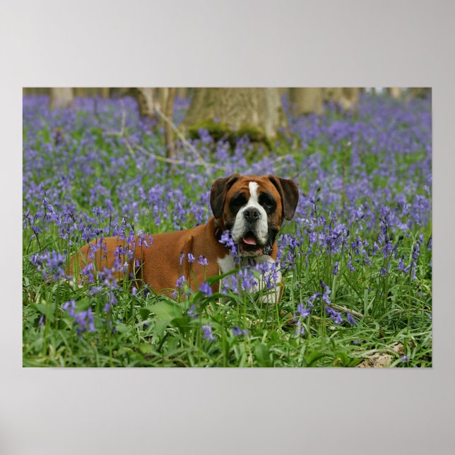 Póster Boxer Lay in Bluebells (Frente)
