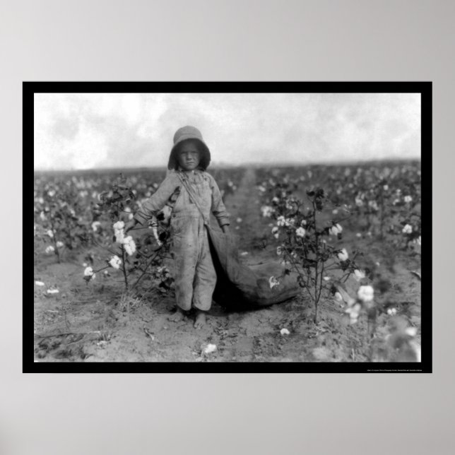 Poster Boy Picking Cotton in Comanche, OK 1916 (Frente)