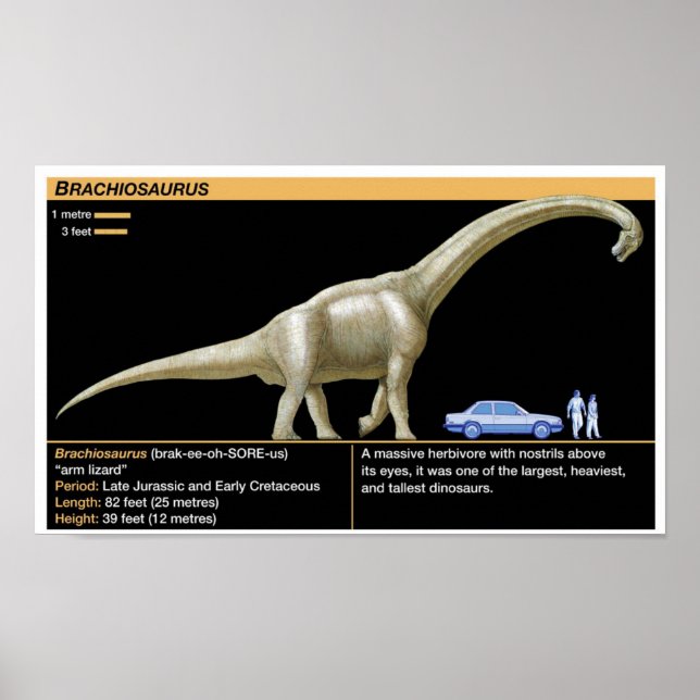 Poster Brachiosaurus - Biologia Jurássica (Frente)