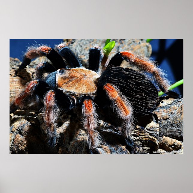 Póster Brachypelma boehmei (Frente)