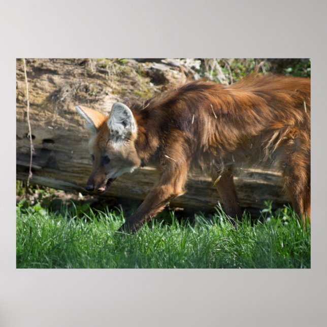 Poster Brachyurus de Chrysocyon (Frente)