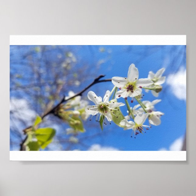 Poster Bradford Pear (Frente)