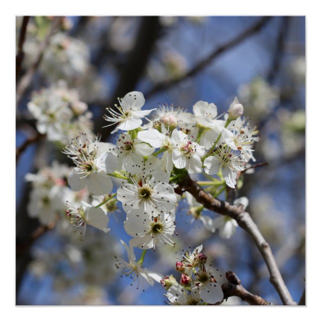 PÓSTER BRADFORD PEAR (Frente)