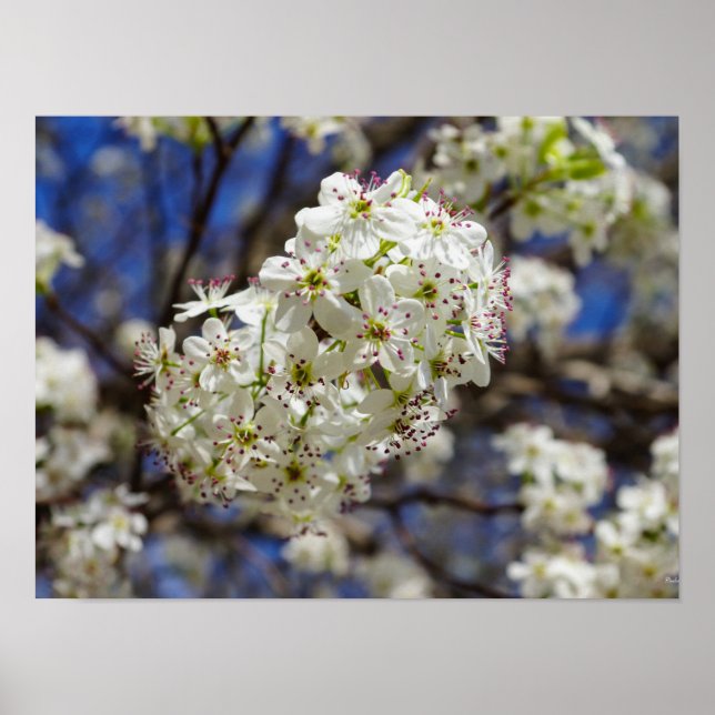Póster Bradford Pear Blooms (Frente)