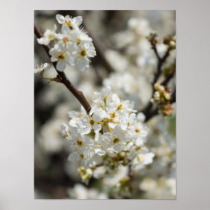 Póster Bradford Select Focus