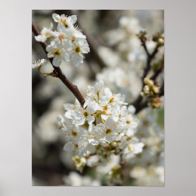 Póster Bradford Select Focus (Frente)