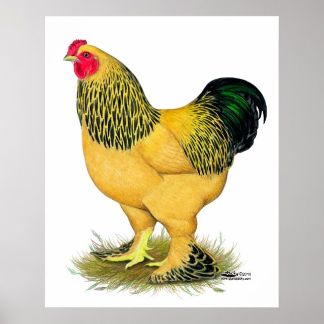 Poster Brahma: Buff Rooster (Frente)