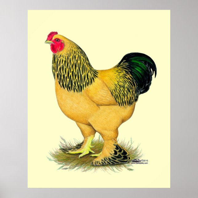Poster Brahma: Buff Rooster (Frente)