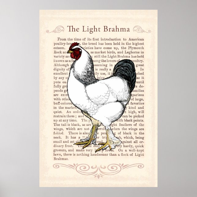 Póster Brahma Chicken Country Kitchen Decor (Frente)