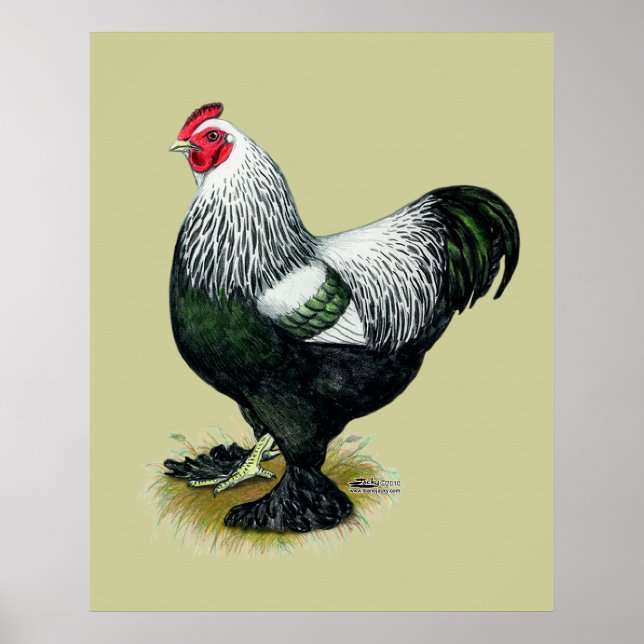 Póster Brahma: Galo Negro (Frente)