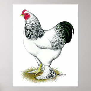 Póster Brahma:  Light Rooster