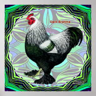 Poster Brahma:  Rico Dark Rooster