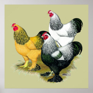 Póster Brahmas Three Roosters