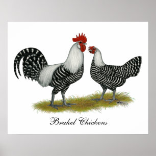 Póster Brakel Chickens