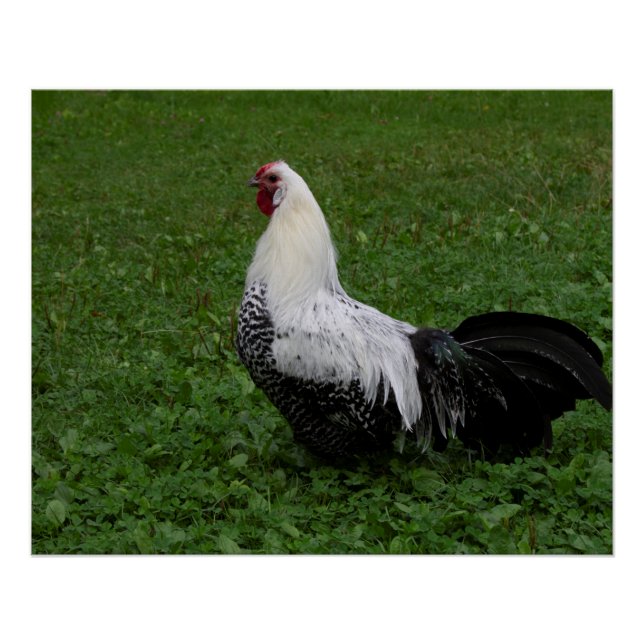 Póster Brakel Hahn (Frente)