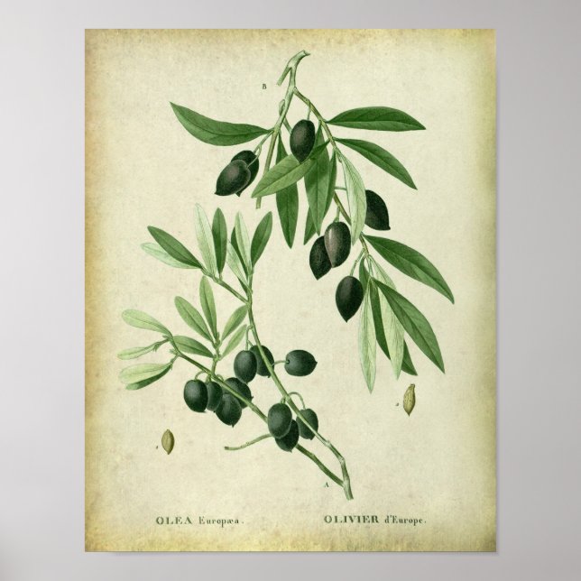 Poster Branch n.º 11 Farmhouse Wall Decor (Frente)