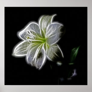 Póster branco-82698 flor branca de lírio beleza natural 
