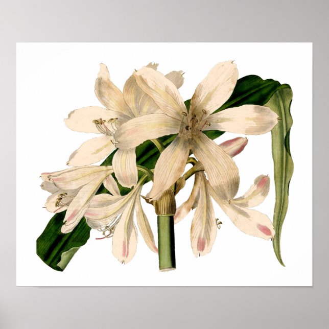 Póster Branco Amaryllis Botânico (Frente)